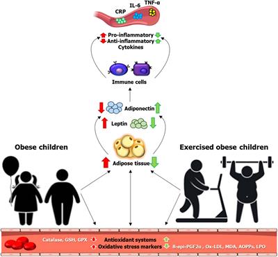 Exercise Outcomes in Childhood Obesity-Related Inflammation and Oxidative Status